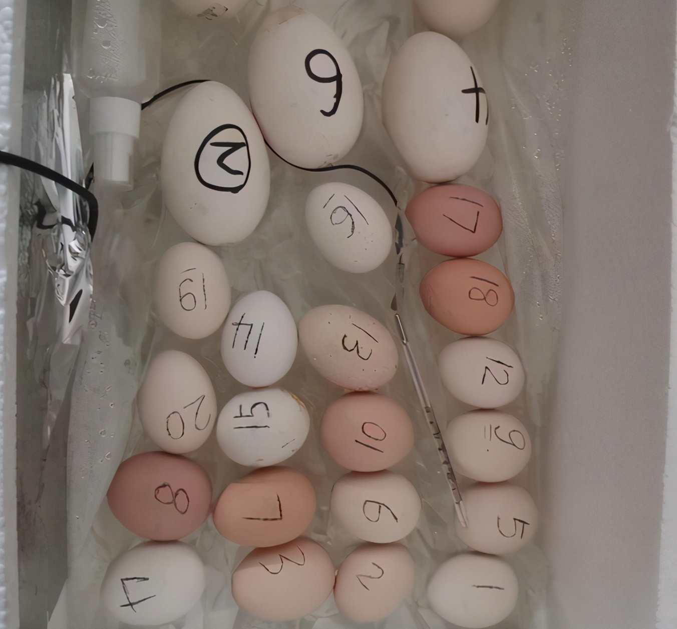 墨黑纸白 用意念将熟鸡蛋返生且孵出小鸡？这位校长丧失了科学发展观