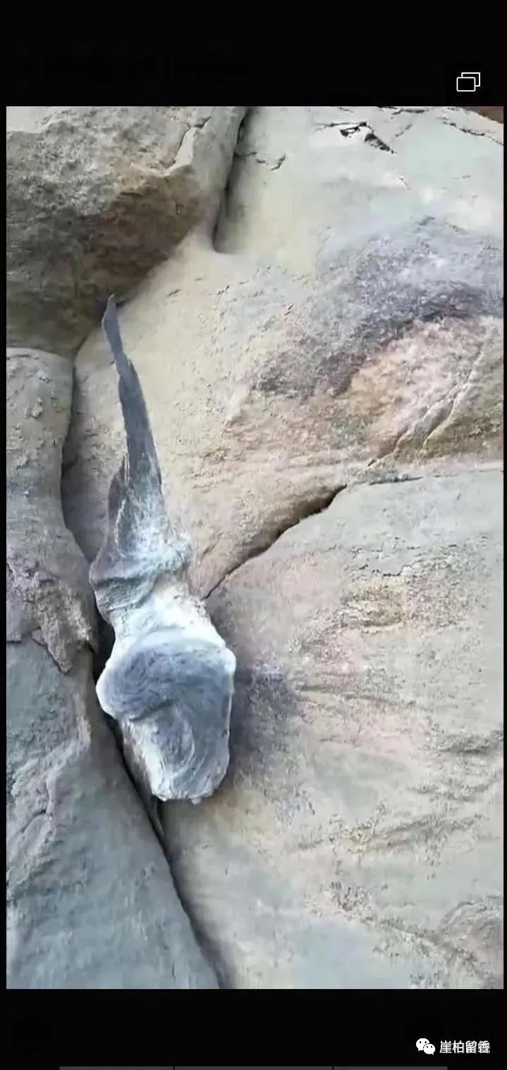 于田|这样的太行崖柏哪里有呢?