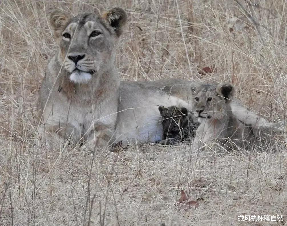 微风执杯聊自然|三只雌狮收养了小花豹,长大后遭到雄狮攻击,狮群因此内讧而解散