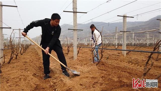 河北新闻网 乡村振兴｜范召军：为了乡亲，不当老板当“村官”