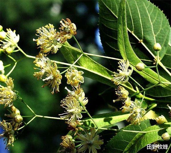 田野牧蜂|椴树蜜和槐花蜜哪个好? 椴树蜜的作用与功效