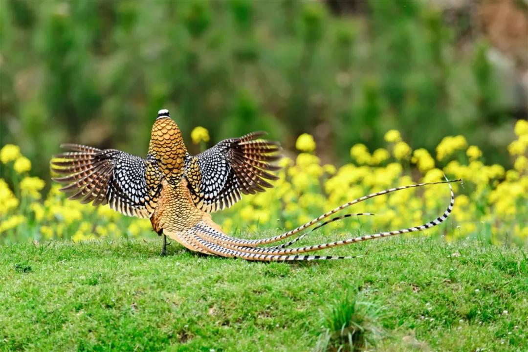 新报业传媒 喜讯!鸡公山景区被评为“信阳市科普教育基地”