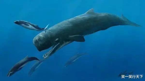 梅尔维尔鲸 梅尔维尔鲸，恐怖的深海猎手。