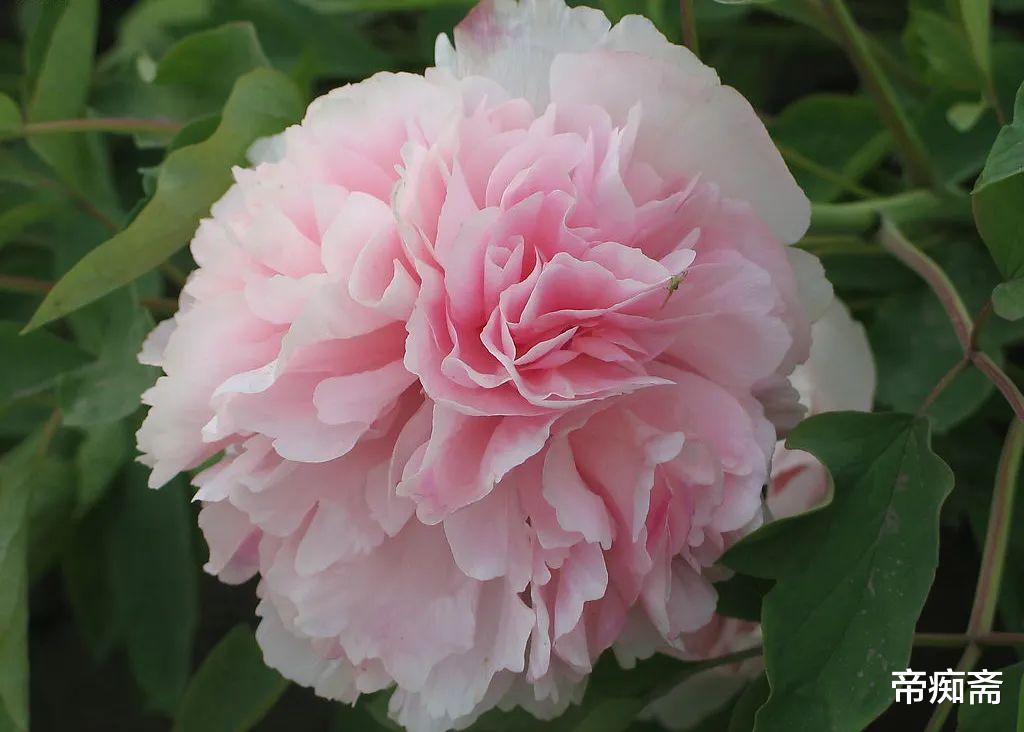 帝痴斋 洛阳牡丹花国色