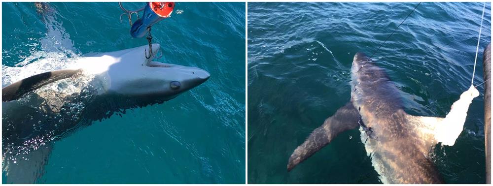 蚊子 鲨鱼进化之悲歌：被其他霸主欺负亿万年的感觉，你们人类不会懂的