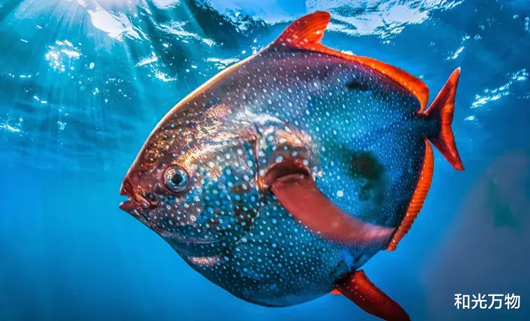 科学家 神秘巨鱼搁浅美国海滩,身长1米、重达45公斤,科学家认为不寻常!