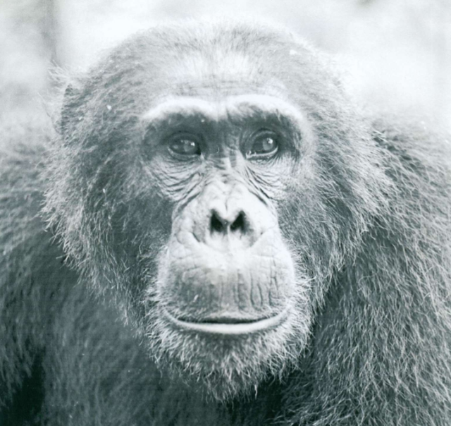 银河系 持续4年的贡贝黑猩猩战争，撕下对手皮肤、摘生殖器只为宣示成功