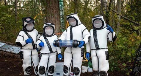 蜜蜂 生物入侵！亚洲大黄蜂肆掠美国 大黄蜂到底有多厉害？美下令活捉