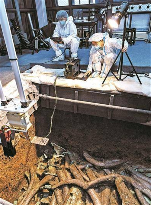 海叔说 湖南父子挖出头“猪”，全球唯一一头，专家登门24次：捐给国家吧