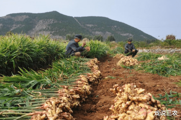 蔬菜|菜比肉贵？“涨价潮”背后，2种蔬菜跌价5~10倍，菜农“亏惨了”