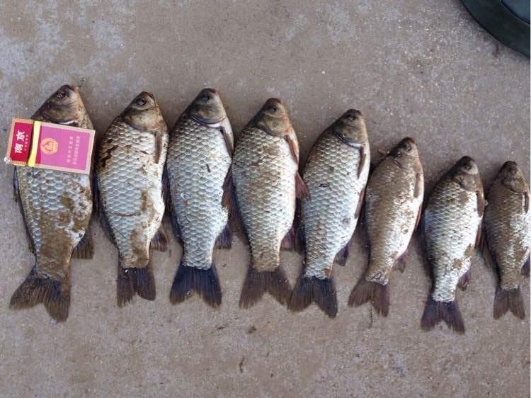 |春钓滩不是要钓浅,了解真相后,鱼获翻几倍都不是问题。