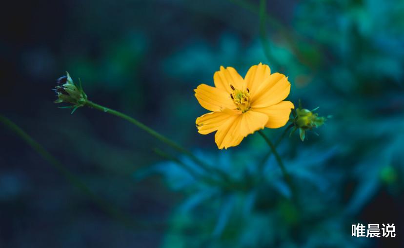 唯晨说|年过半百，人生的最高境界，只有四个字