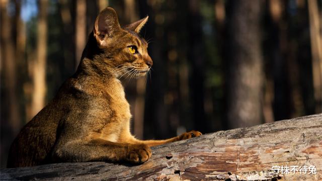 或许无法轻易得到肯定,但已经过事实检验的22个奇怪冷知识