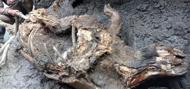 电鳗 科学家发现数十亿年前“不应该存在”的东西？史前文明真存在吗？