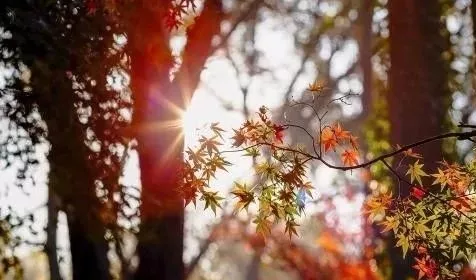 咳嗽|艾灸根除秋咳有妙招，轻松化痰润肺！