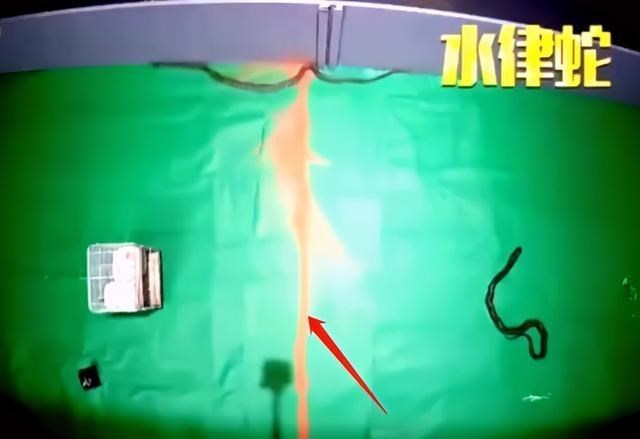 家中大小宝|蛇的“软肋”是啥?研究证明真的不是雄黄粉,别被电视剧给骗了!