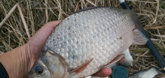 养生|外出钓鱼，选对饵料很关键，味型不对努力白费