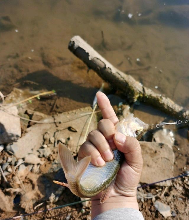 清明节|莱芜钓鱼人钓起许多“大马口”，这么大的马口山东才有？
