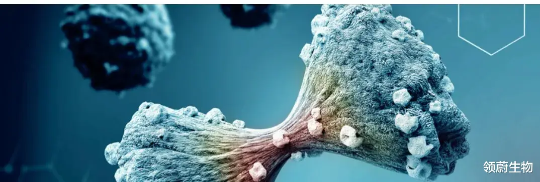 德尔塔 干细胞用于德尔塔变异新冠病毒被证实有效