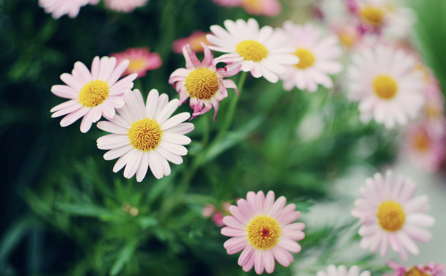 生肖夜梦|7天内,缘分不散,想到发狂,爱到上瘾,3生肖三生有幸,再续良缘