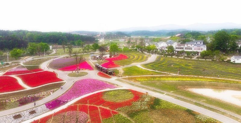 印象黄陂 此心安处是花乡