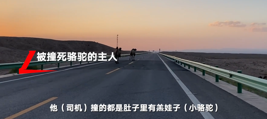 小骆驼 于月仙事故被撞死的骆驼主人发声:肚子里有小骆驼!谁来赔?