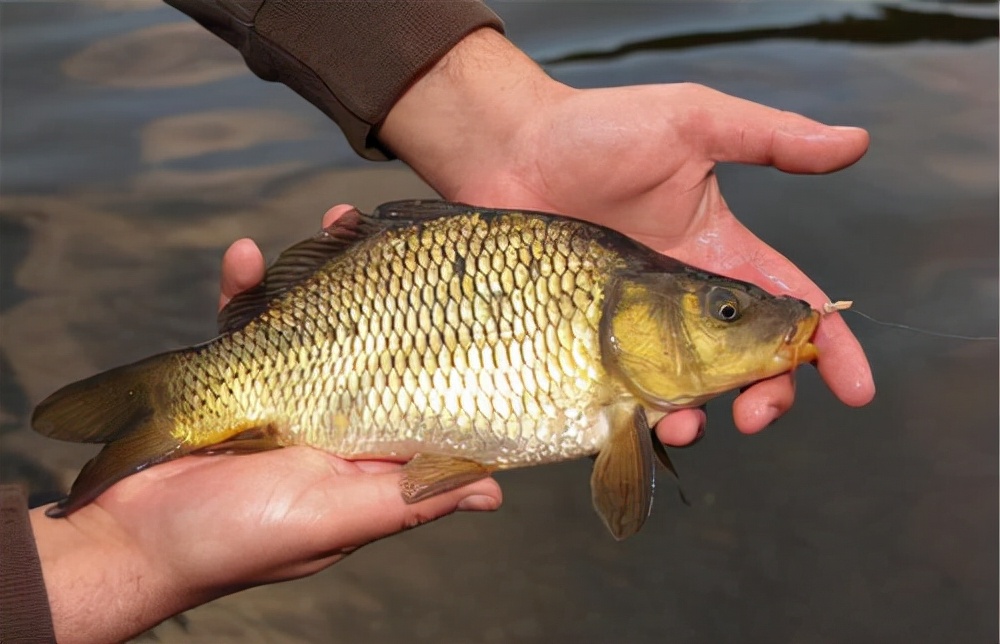 饵料|为什么总是钓不到鱼，因为你根本没弄明白钓鱼的三要素