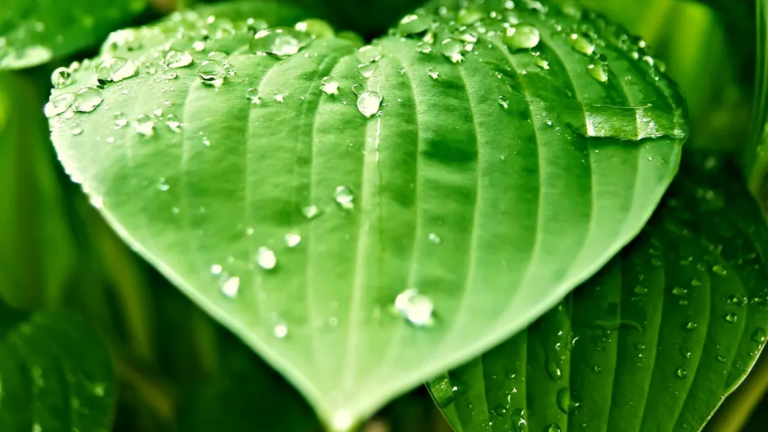 耳鸣|60秒养生小知识，教你耳鸣耳聋怎么办