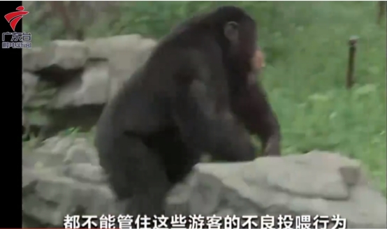 黑猩猩 游客向黑猩猩扔食物,黑猩猩也朝游客扔东西,为何会模仿人类?