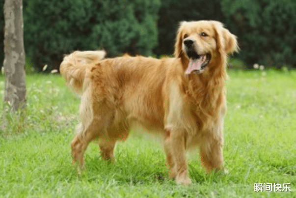 瞬间快乐|大金狗,9月不再被压制,财运顺遂,赢得先机,突破困境,生意兴隆