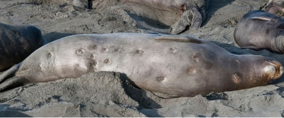 海洋生物 海洋里的“小霸王”,体长仅50厘米的雪茄达摩鲨,最喜欢咬伤人类