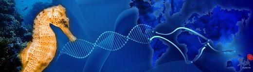 羊城派 科学驿站 海马爸爸负责生孩子，能否借鉴到人类？科学家：我们正在努力