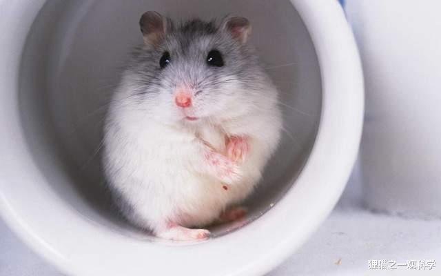 加密货币 人类有多脆弱？被鸡和仓鼠杀死？盘点5个出乎意料的动物杀人案件