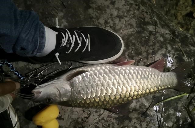 池塘|福建钓鱼人夜钓，直接将奔驰车开进池塘，网友：这窝打得重