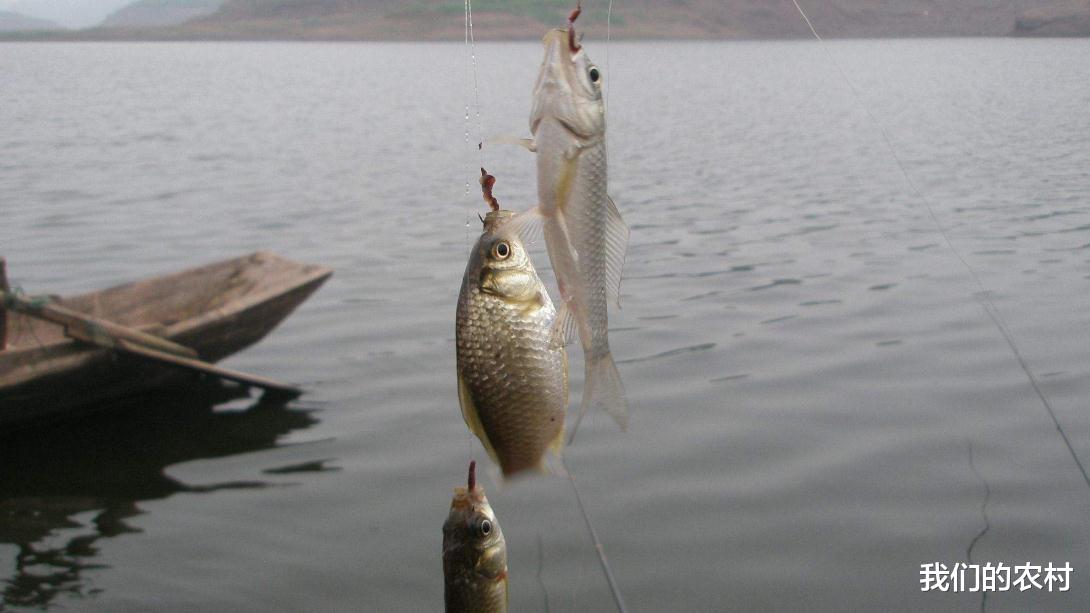 |夏季钓鲫鱼你一定要知道这个技巧，超级实用，狂拉爆护，停不下来