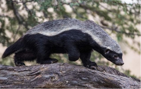 蜜獾 世界顶级捕食者非洲岩蟒,连人类都是它的盘中餐,唯独怕一种生物