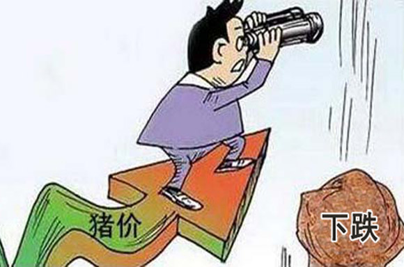 春节 春节倒计时，猪价还会“一直跌”吗？看业内人士怎么说