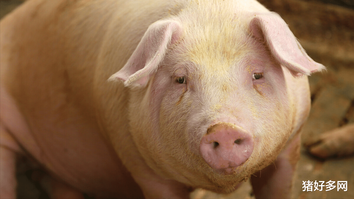 生猪价格 飞在风口的猪价硬生生的跌了下来，中小散户路在何方？