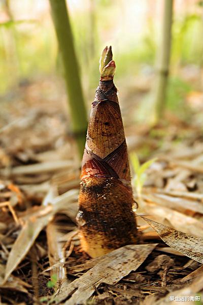 春笋|春季的瘦身之王，低脂低热量，不用节食边吃边瘦，不想瘦的别吃