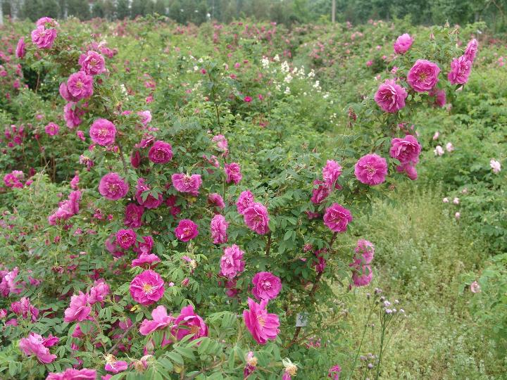 玫瑰|“漂亮花”，养人又养心，好看又好吃，是老中医的最爱
