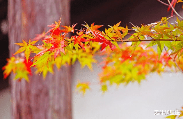 无计聊星座|未来一年，4个星座，知足常乐，容易满足，一点小事就能高兴很久