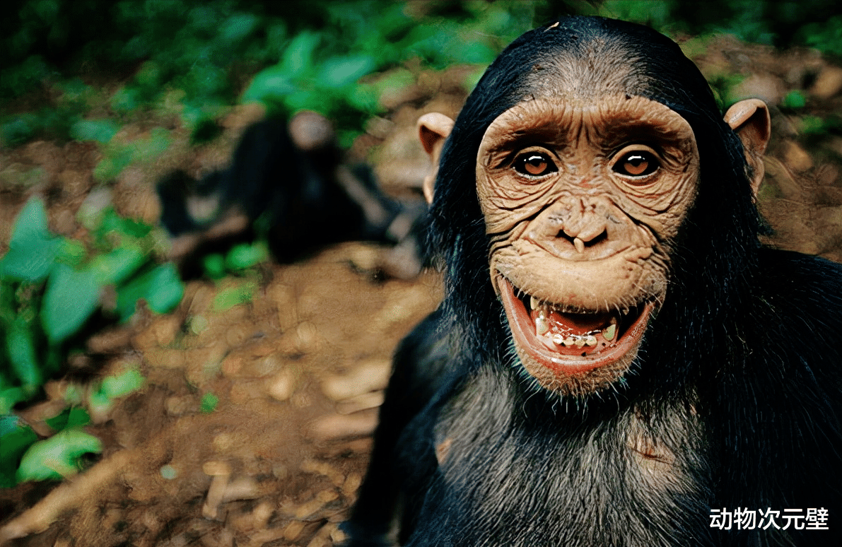 黑猩猩 黑猩猩为什么号称最色动物？用食物表达好感，产生交配关系！