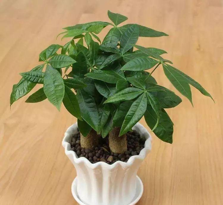 小捌爱花草|发财树不好养？都是不会浇水惹的“祸”，叶片油亮满枝头
