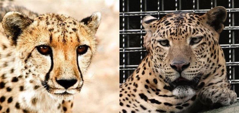 花豹|猎豹和花豹有什么区别？它们可以杂交产生后代吗？