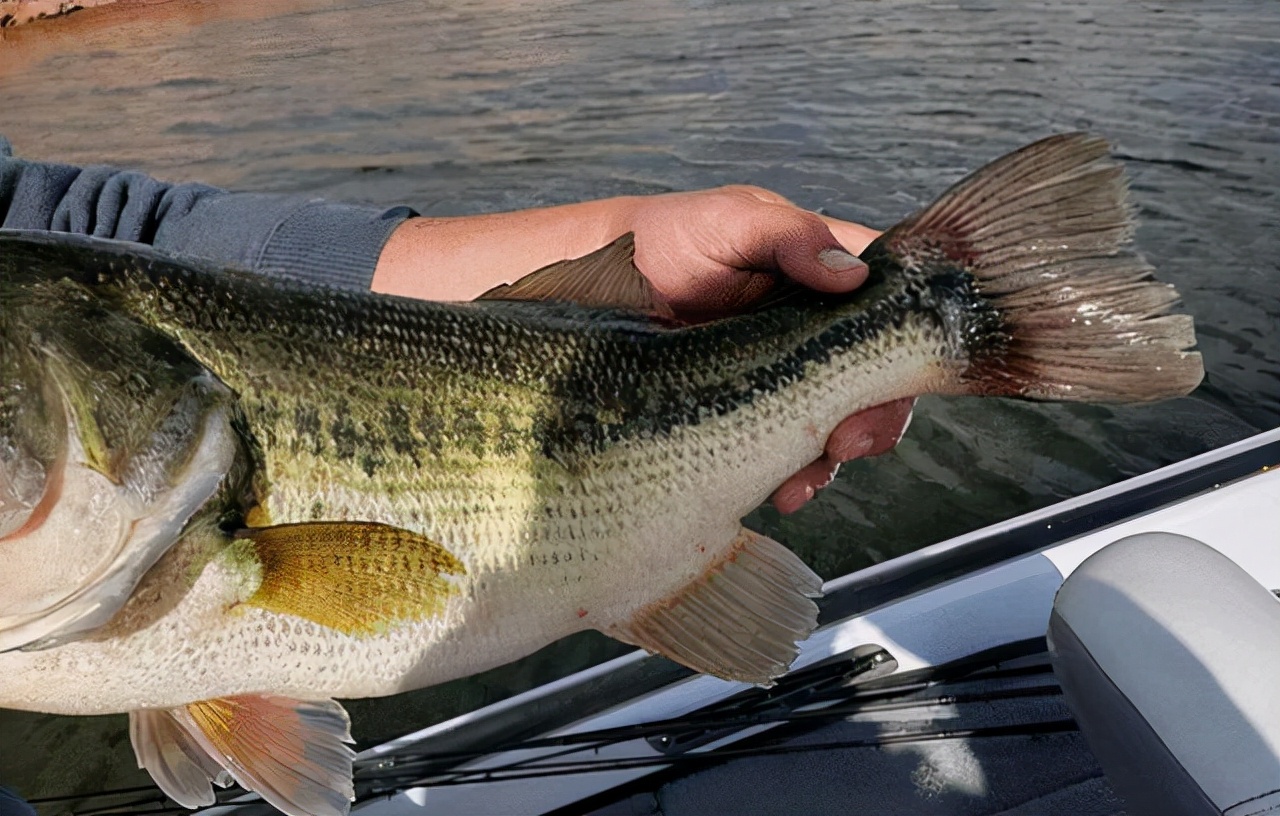 |钓个鱼都能坐牢？盘点那些倒霉的钓鱼佬，有的判5年，有的罚十万