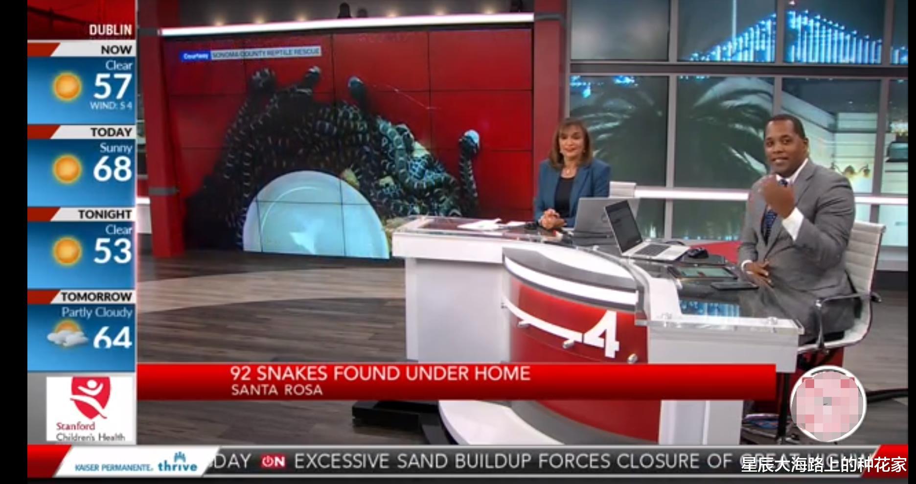 地板下藏了90多条剧毒蛇,几年看不到一只老鼠:原来下面有个蛇窝