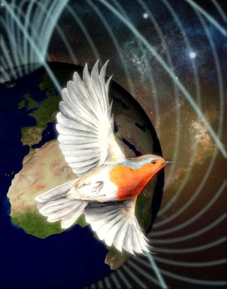 贝佐斯 鸟类真的能看见磁场吗?