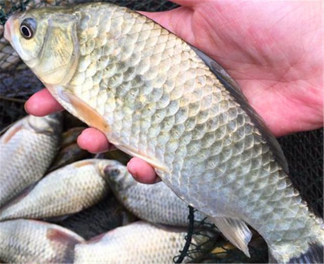 |冬钓鲫鱼的3种常用钓法，熟练掌握灵活运用，有效降低空军烦恼