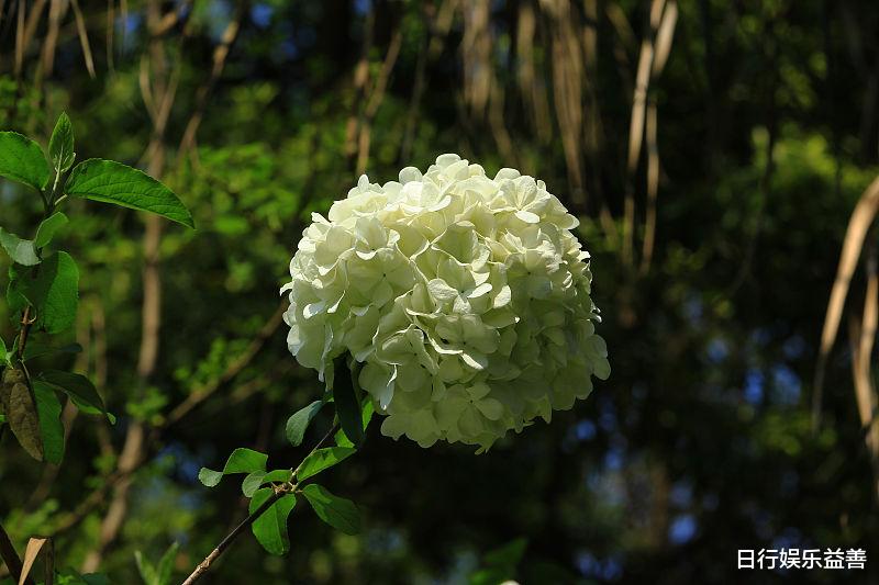 金牛座|有的人天生很有实力，加上有坚定的信念，早晚会成功的三大星座