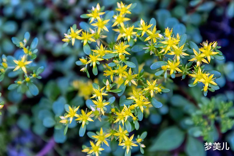 梦美儿|为什么出轨的人，反复出轨呢？